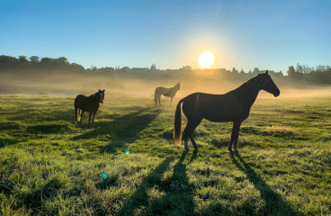 Bestel de juiste soorten paardenvoer via paardenvoer.nl