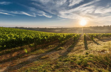 Primitivo is de krachtpatser uit Zuid-Italië